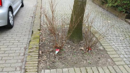 Plantenbak 7