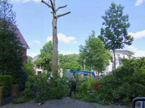 Kappen van de boom-18 augustus 2006-152