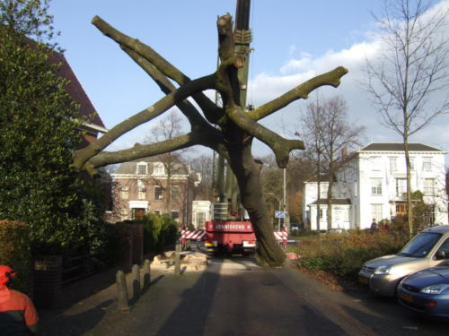 Kappen van de boom-28 november 2006-210